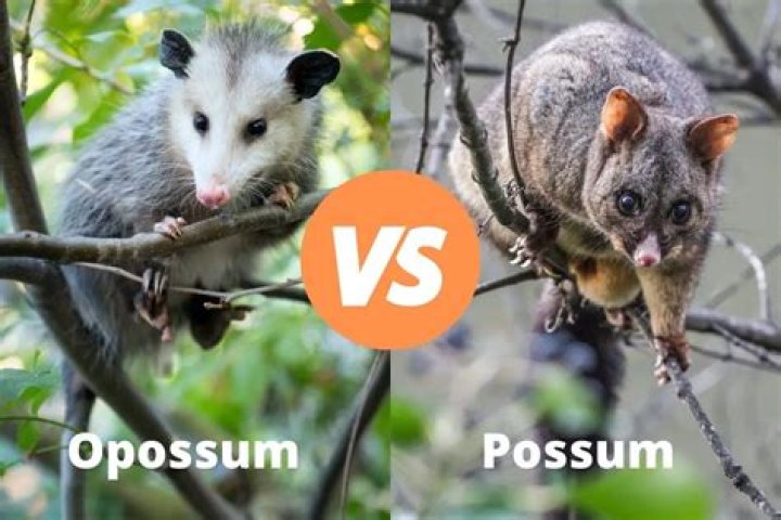 What's the Difference Between Opossum and Possum: A Comprehensive Guide
